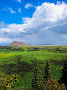 lake skadar, montenegro, virpazar, cypress, overgrown vegetation, nature, landscape, shkodra lake, lake scutari