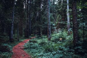 Explore this serene forest trail in Žabljak, Montenegro, featuring lush greenery and towering trees.