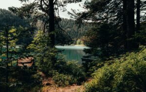 Idyllic view of a forest and lake in Žabljak, Montenegro, capturing the serene beauty of nature.