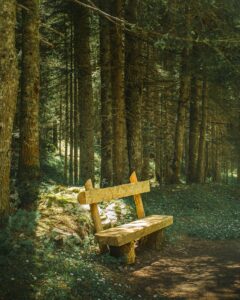 A peaceful wooden bench amidst towering trees in Žabljak forest, Montenegro.