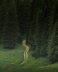 A serene forest pathway winds through lush greenery in Žabljak Municipality, Montenegro.